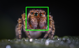 Spider Image with Green Rectangle on Face