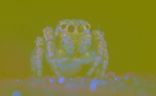 Spider Image represented in CIELAB color space
