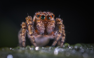 Friendly Spider Image