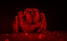 Spider Image only show Red Channel